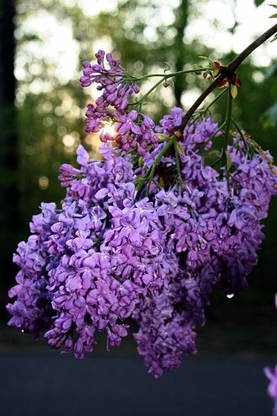 lilacs in the morning2.jpg - Same story... different angle.
